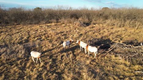 Aerial-static-video-of-five-Oryx-on-a-ranch-in-Texas