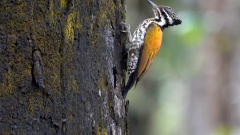 Un-Pájaro-Carpintero-Del-Himalaya-Recogiendo-Larvas-E-Insectos-De-La-Corteza-De-Un-árbol