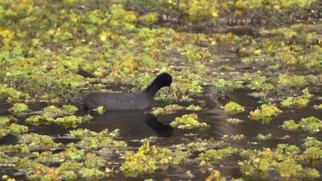 Ein-Blässhuhn-Schwimmt-Zwischen-Den-Pflanzen-In-Einem-Kleinen-Teich-Im-Chitwan-Nationalpark