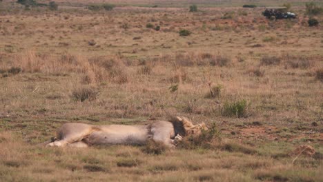 Lion-sleeping-in-african-savannah,-safari-jeep-driving-in-background