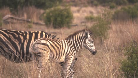 Plains-zebra-mare-and-her-foal-grazing-in-african-savannah-grass