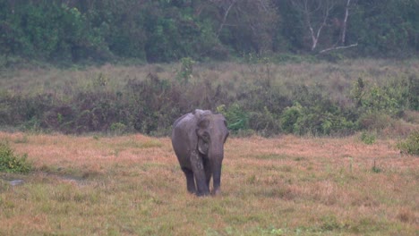 An-old-elephant-walking-through-a-wet-grassy-field-in-the-Chitwan-National-Park-in-the-rain