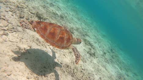 Marine-life-tropical-turtle-in-wild-nature