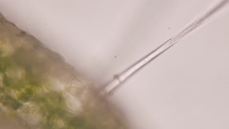 Pelargonium-Geranie-Behaarter-Stengel-Querschnitt-Mikrotom-Unter-Mikroskop-Dunkelfeld