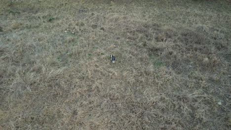 Aerial-video-of-a-skunk-in-a-field