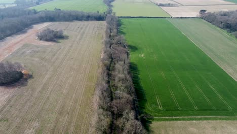 A-row-of-trees-in-the-Kent-Countryside-in-England-drone-forward