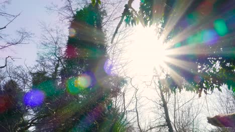 A-dolly-shot-facing-the-trees-while-moving-towards-the-left-to-reveal-the-sun