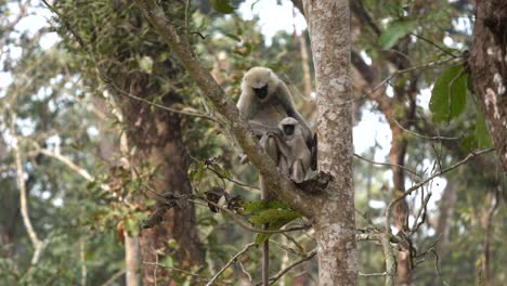 Einige-Langur-Affen,-Die-Sich-In-Einem-Baum-Im-Chitwan-Nationalpark-Entspannen