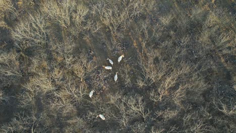 Luftvideo-Von-Mehreren-Oryxantilopen-Auf-Einer-Ranch-In-Texas