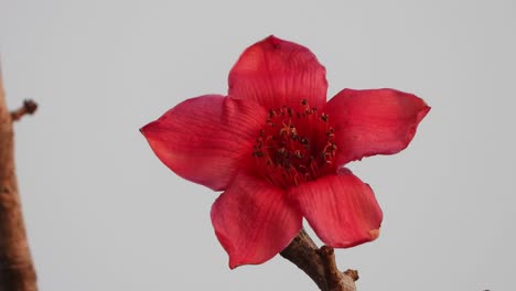 Beautiful-bombax-ceiba-tree-flower-