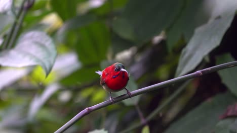A-crimson-sunbird-sitting-on-a-branch-in-a-garden