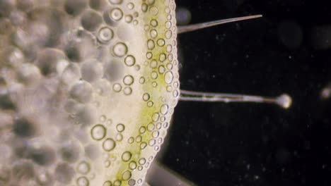 Pelargonium-Geranio-Micrótomo-De-Sección-Transversal-De-Tallo-Peludo-Bajo-El-Microscopio-De-Campo-Oscuro