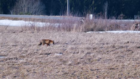 Red-fox-in-early-spring-morning-walking-on-dry-grass-meadow