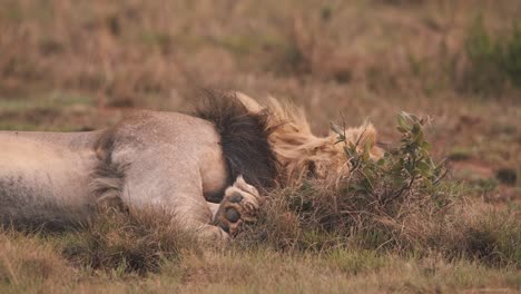 Lion-with-twitching-paw-sleeping-on-his-side-in-african-savannah-grass