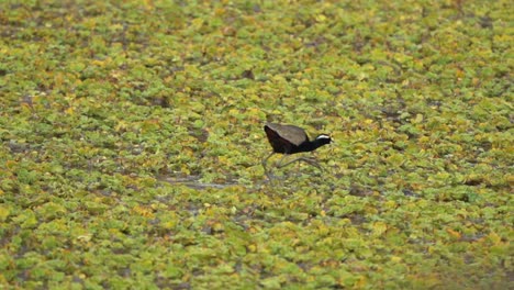 A-bronze-winged-jacana-searching-for-food-while-walking-on-the-plants-in-a-pond