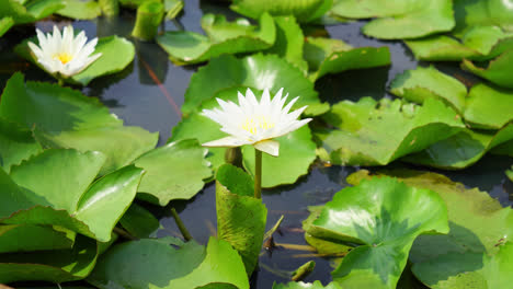 Schöne-Weiße-Lotusblume-Im-Lotusteich