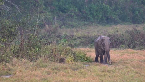 Un-Viejo-Elefante-Caminando-Por-Un-Campo-De-Hierba-Húmeda-En-El-Parque-Nacional-Chitwan-Bajo-La-Lluvia