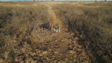 Statisches-Luftvideo-Von-Mehreren-Oryxantilopen-Auf-Einer-Ranch-In-Texas