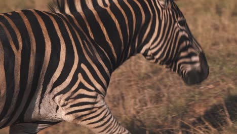 Plains-zebra-walking-up-grassy-slope-in-african-savannah,-close-up