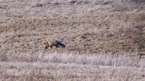 Red-fox-in-early-spring-morning-walking-on-dry-grass-meadow