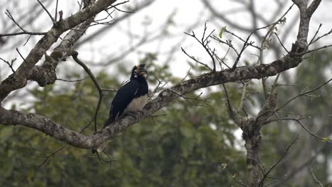 Ein-Orientalischer-Nashornvogel,-Der-In-Einem-Baum-Im-Dschungel-Des-Chitwan-Nationalparks-Thront