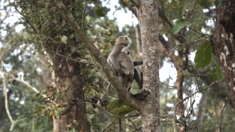 Einige-Langur-Affen,-Die-Sich-In-Einem-Baum-Im-Chitwan-Nationalpark-Entspannen