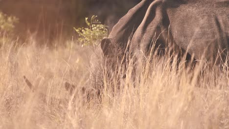 Horned-white-rhinoceros-grazing-in-long-african-savannah-grass