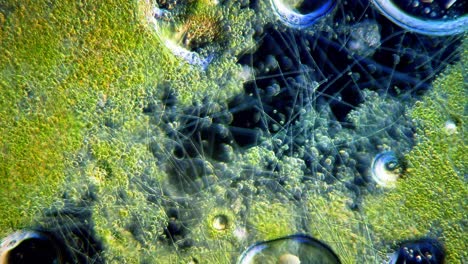 Cyanobakterien-Und-Grünalgenbewegung-Unter-Dem-Mikroskop