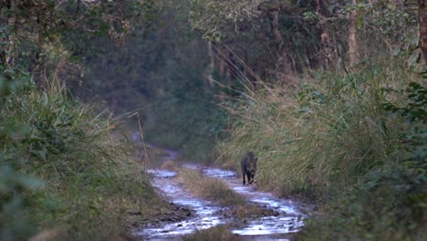 Ein-Wildschwein,-Das-Auf-Einem-Nassen-Feldweg-Im-Chitwan-Nationalpark-Spazieren-Geht