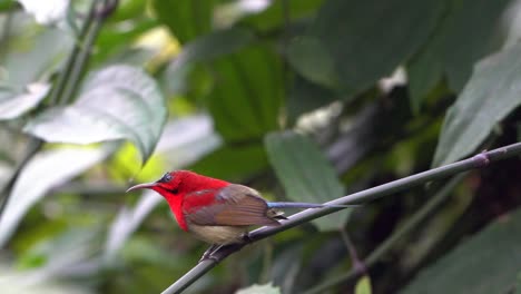 A-slow-motion-video-of-a-crimson-sunbird-sitting-on-a-branch-in-a-garden