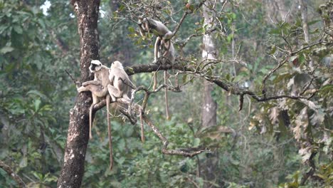 Some-langur-monkeys-relaxing-in-a-tree-in-the-Chitwan-National-Park