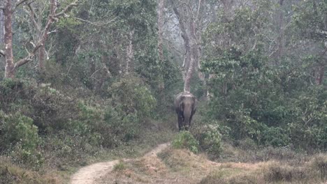 Un-Elefante-Caminando-Por-Un-Sendero-En-La-Jungla-Del-Parque-Nacional-Chitwan
