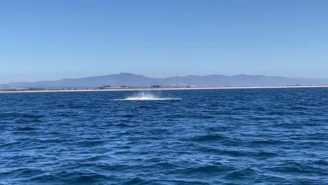 Walbeobachtung-In-Monterey-Bay,-Kalifornien