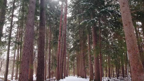 Recorrido-Por-Un-Sendero-Forestal-Siempre-Verde-Cubierto-De-Nieve-Con-Nieve-Ligera-Y-Rayos-De-Sol-En-Invierno,-Canadá