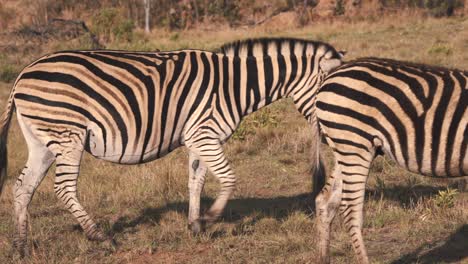 Plains-zebra-walking-to-another-zebra-on-grassy-savannah-slope