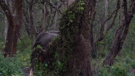 An-old-elephant-walking-through-a-jungle-in-the-Chitwan-National-Park-in-Nepal