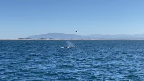 Ballenas-En-La-Bahía-De-Monterey,-California