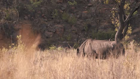 Weißes-Nashorn,-Das-In-Langem-Savannengras-In-Südafrika-Weidet
