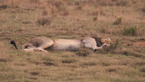 Lion-lying-on-his-side-in-african-savannah-grass,-moving-his-tail