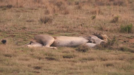 Sleeping-lion-lying-motionless-on-his-side-in-african-savannah-grass