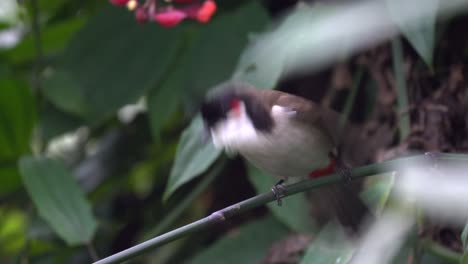 A-red-whiskered-bulbul-perched-on-a-branch-in-a-garden-in-Nepal