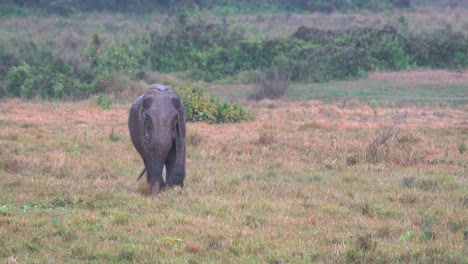 Un-Viejo-Elefante-Caminando-Por-Un-Campo-De-Hierba-En-El-Parque-Nacional-De-Chitwan