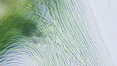 Movimiento-De-Cianobacterias-Y-Algas-Verdes-Bajo-El-Microscopio