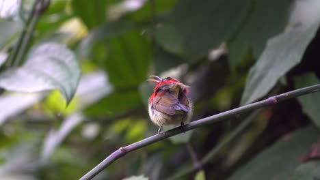 A-crimson-sunbird-sitting-on-a-branch-in-a-garden