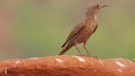 beautiful-Blue-rock-thrush-bird-waiting-for-food-and-pry-
