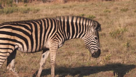 Plains-zebra-walking-up-on-savannah-slope-to-graze-on-grass