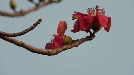 Schöner-Bombe-Ceiba-Baum-Blüht-Rote-Farbe