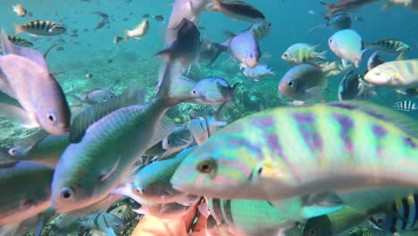 Underwater-footage-of-hand-feeding-colorful-sea-fish
