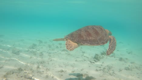Grüne-Meeresschildkröte-Schwimmt-Im-Blauen-Wasser