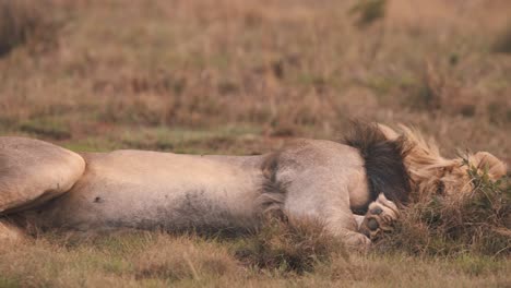 Lion-sleeping-soundly-on-his-side-in-african-savannah-grass,-panning